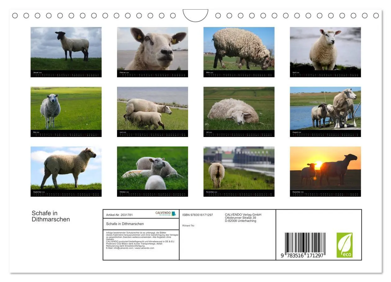 Bild: 9783516171297 | Schafe in Dithmarschen (Wandkalender 2026 DIN A4 quer), CALVENDO...