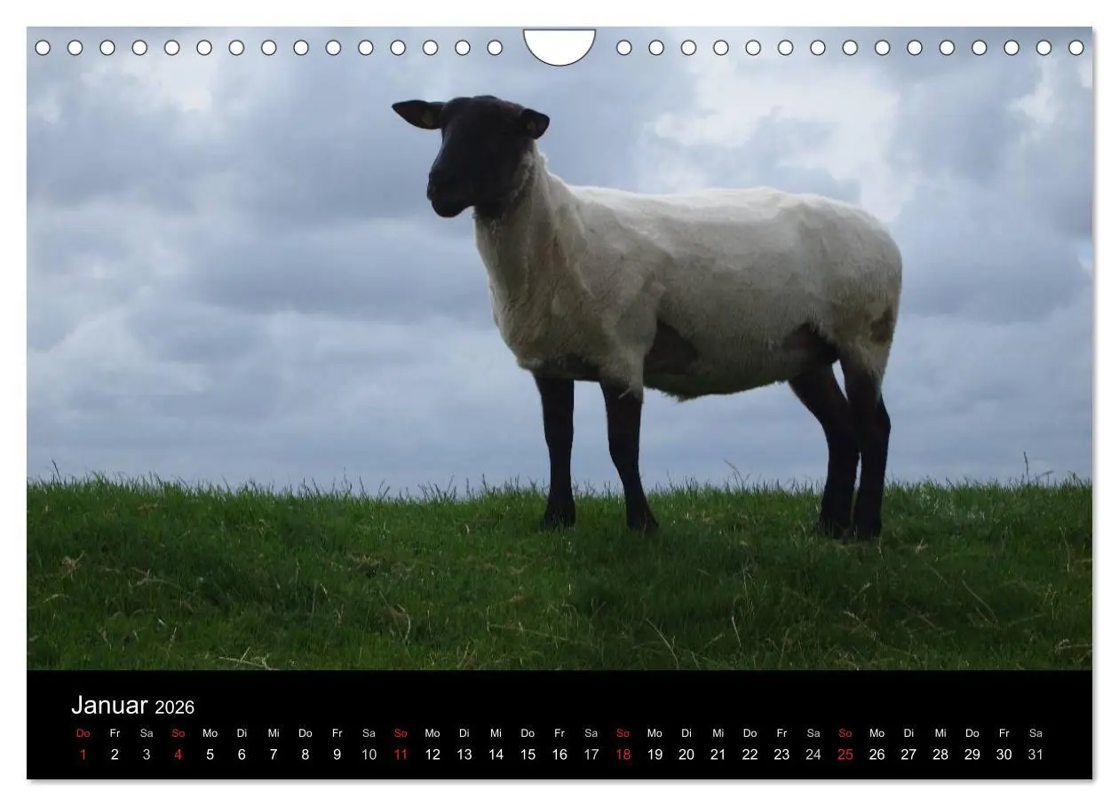 Bild: 9783516171297 | Schafe in Dithmarschen (Wandkalender 2026 DIN A4 quer), CALVENDO...