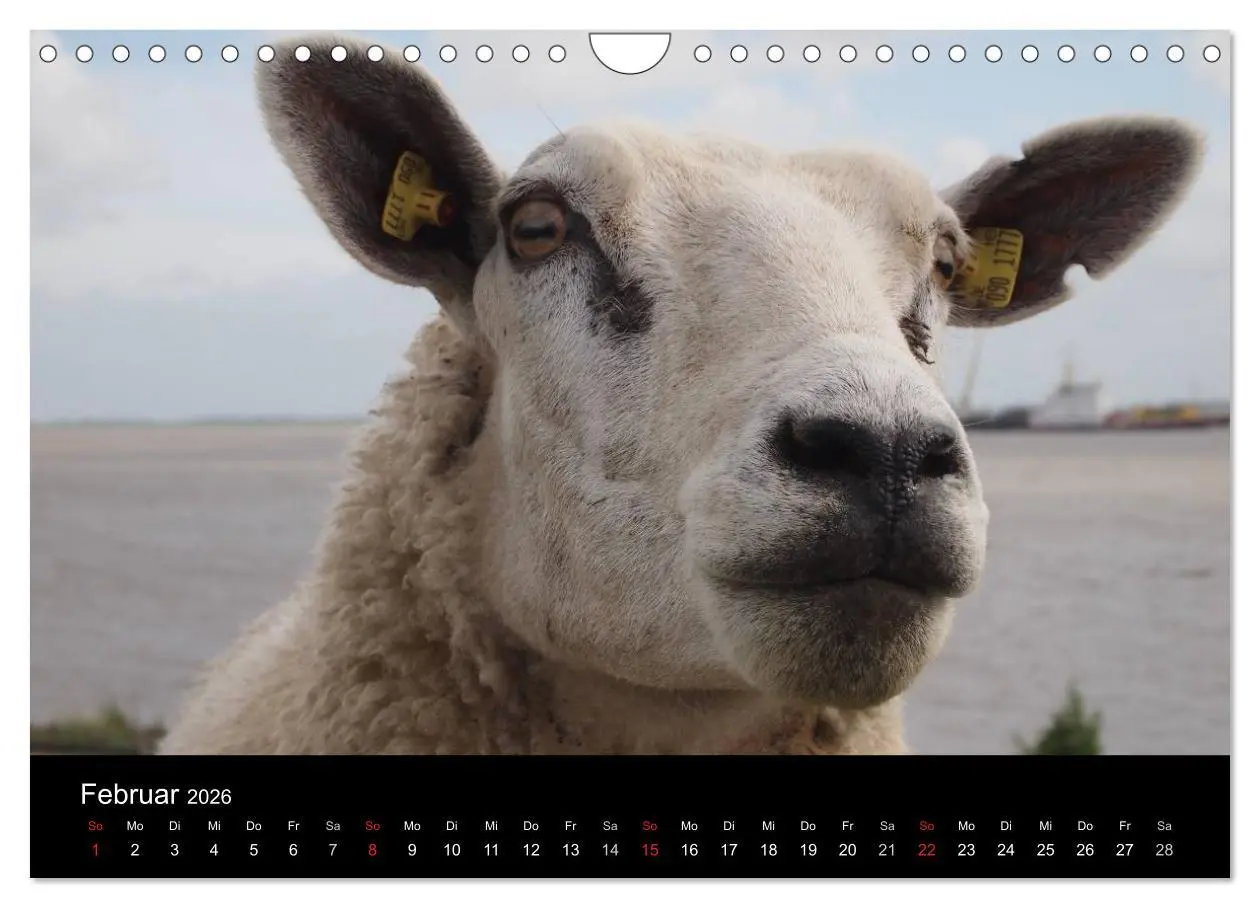 Bild: 9783516171297 | Schafe in Dithmarschen (Wandkalender 2026 DIN A4 quer), CALVENDO...