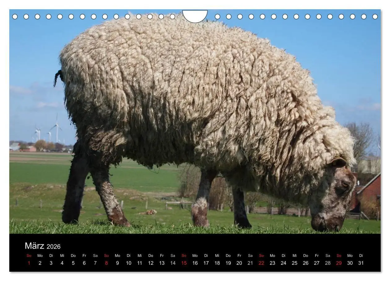 Bild: 9783516171297 | Schafe in Dithmarschen (Wandkalender 2026 DIN A4 quer), CALVENDO...