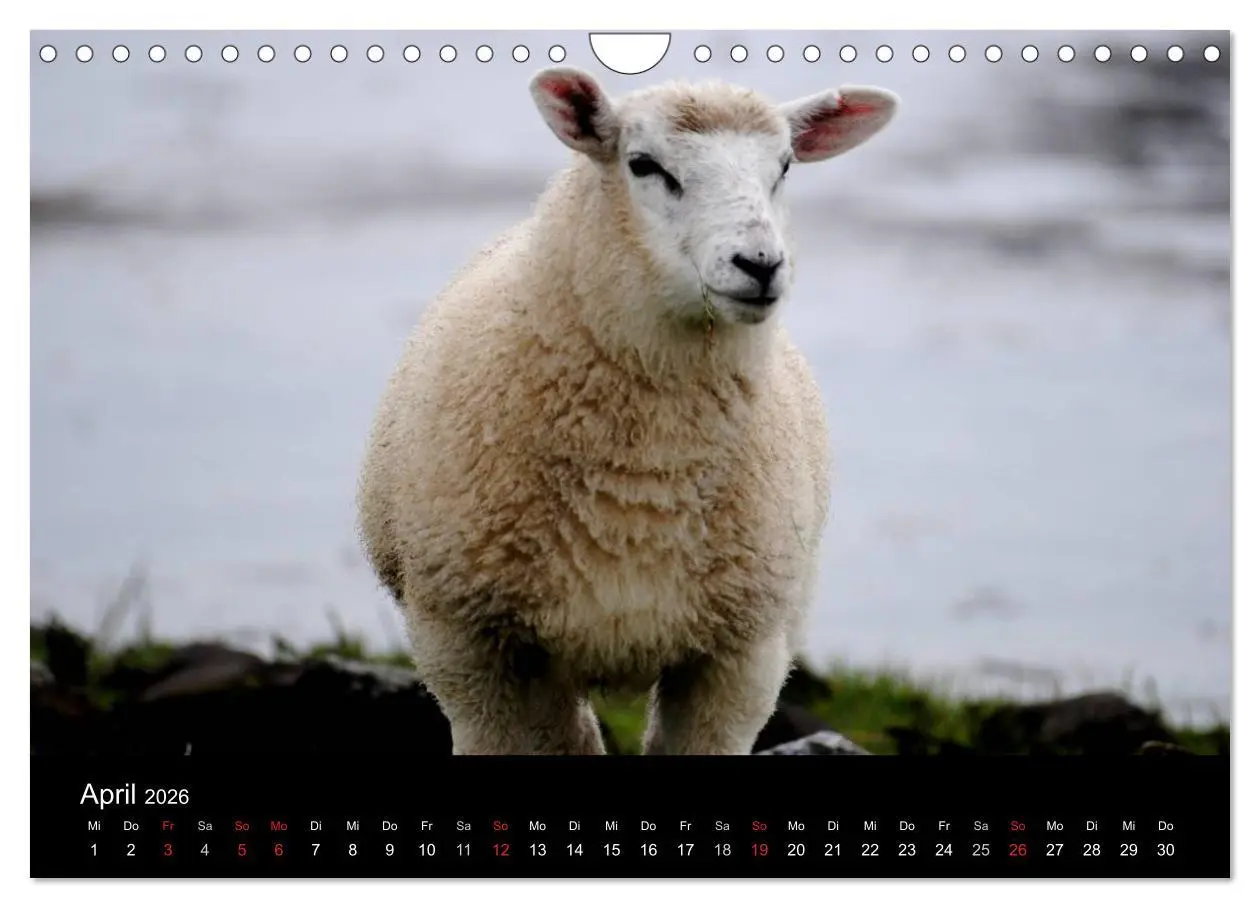 Bild: 9783516171297 | Schafe in Dithmarschen (Wandkalender 2026 DIN A4 quer), CALVENDO...