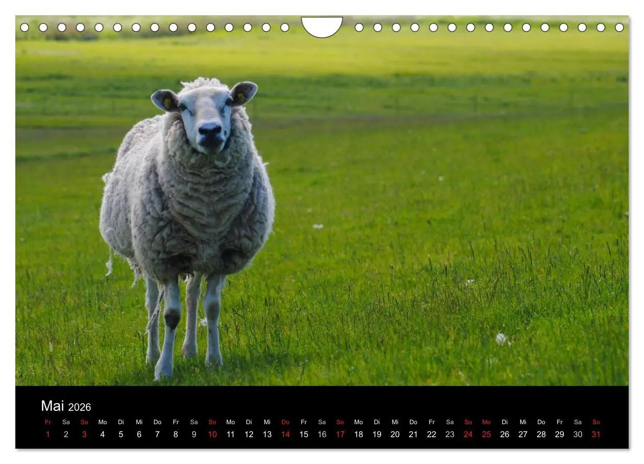 Bild: 9783516171297 | Schafe in Dithmarschen (Wandkalender 2026 DIN A4 quer), CALVENDO...