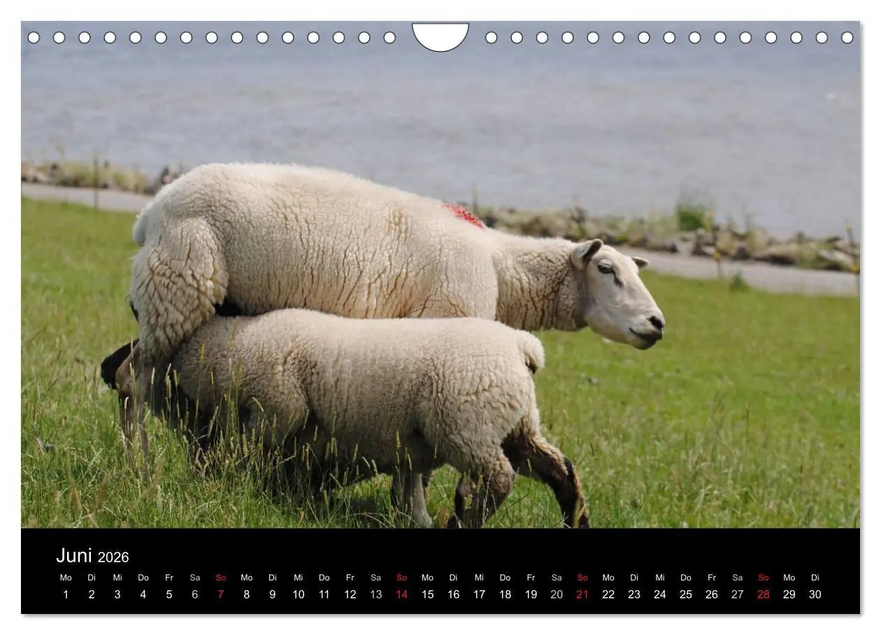 Bild: 9783516171297 | Schafe in Dithmarschen (Wandkalender 2026 DIN A4 quer), CALVENDO...