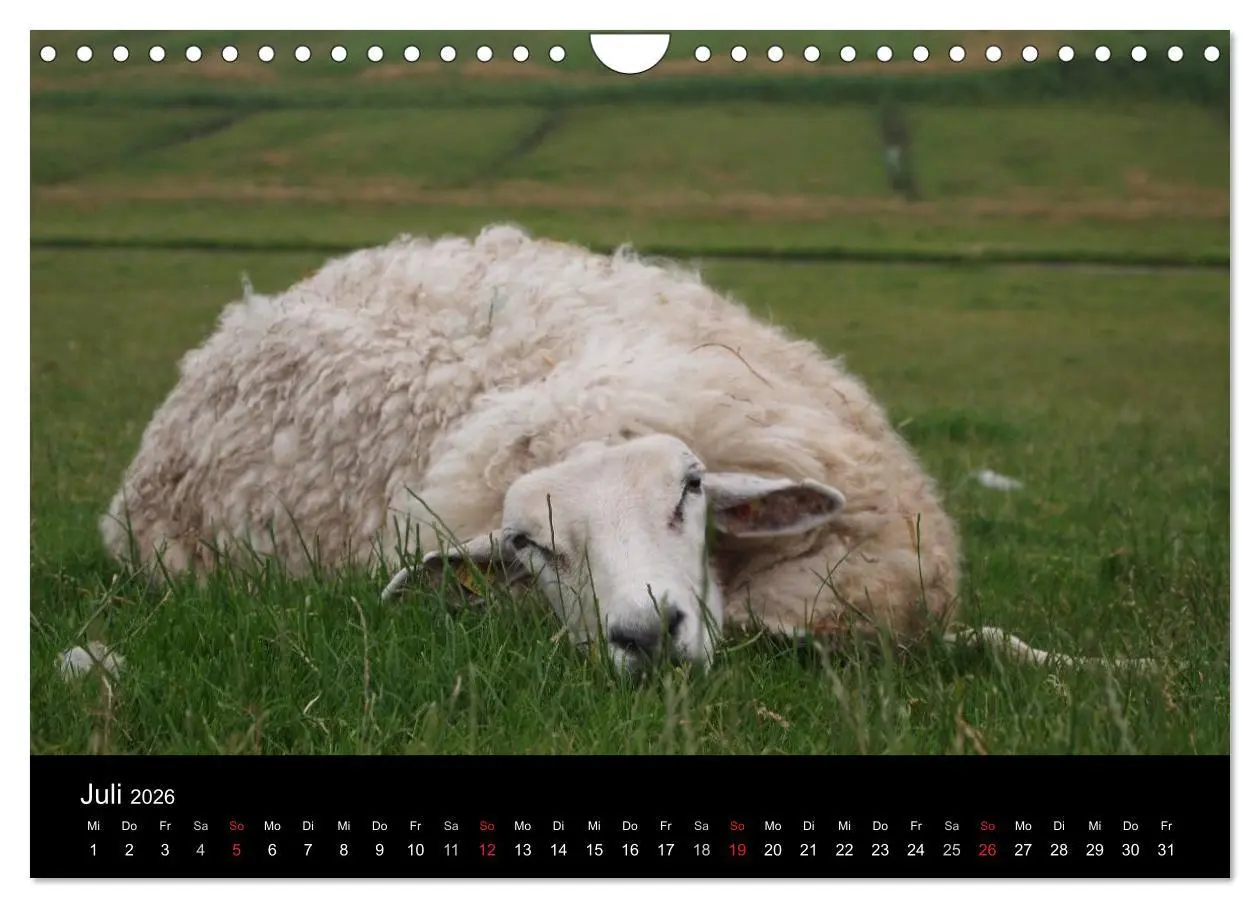 Bild: 9783516171297 | Schafe in Dithmarschen (Wandkalender 2026 DIN A4 quer), CALVENDO...