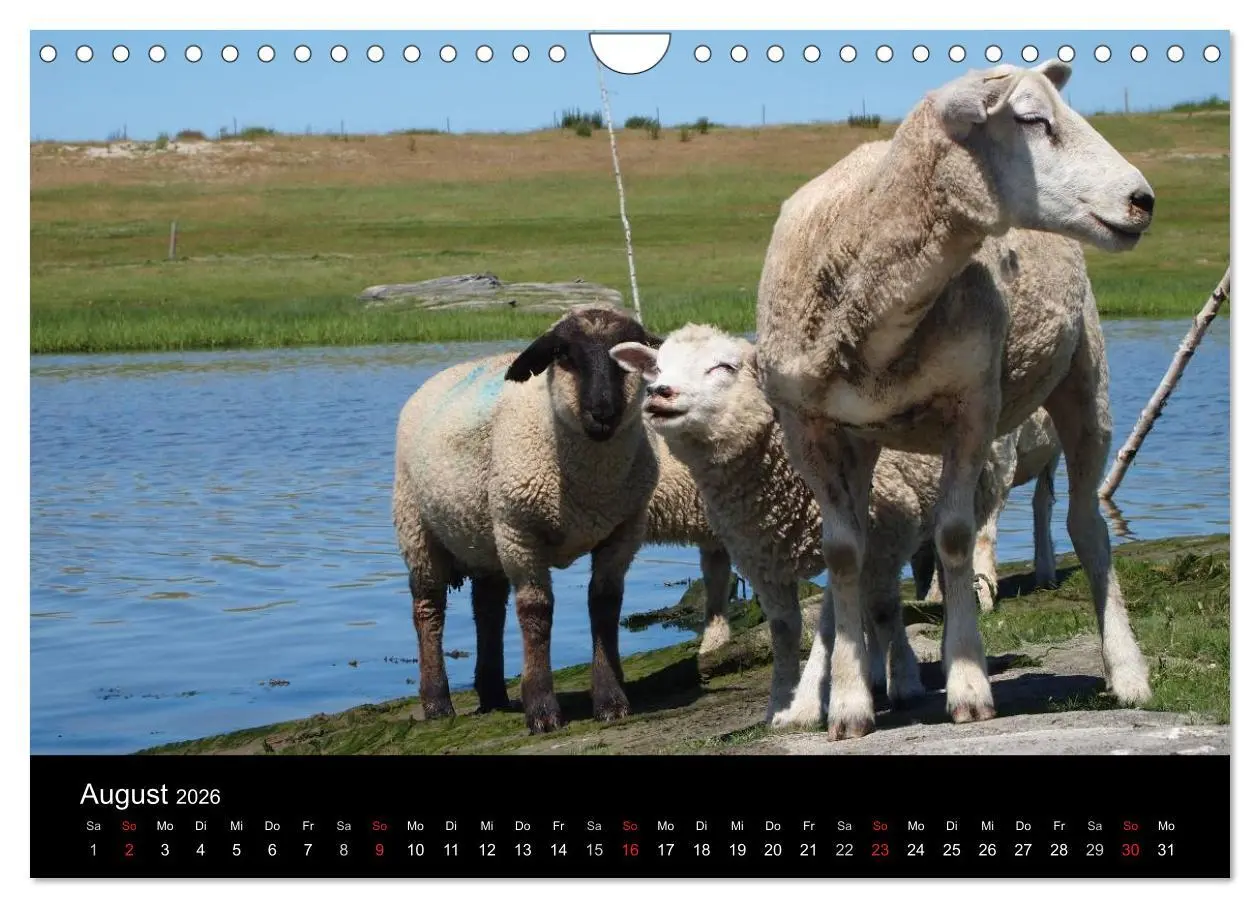 Bild: 9783516171297 | Schafe in Dithmarschen (Wandkalender 2026 DIN A4 quer), CALVENDO...