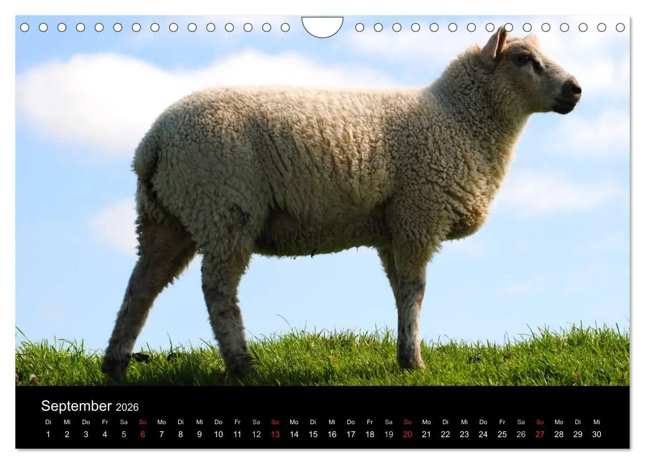 Bild: 9783516171297 | Schafe in Dithmarschen (Wandkalender 2026 DIN A4 quer), CALVENDO...