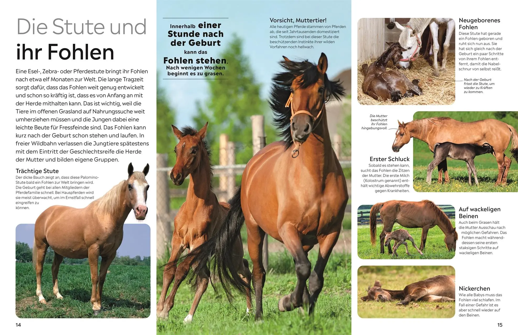 Bild: 9783831051397 | memo Wissen. Pferde | Juliet Clutton-Brock | Buch | 72 S. | Deutsch