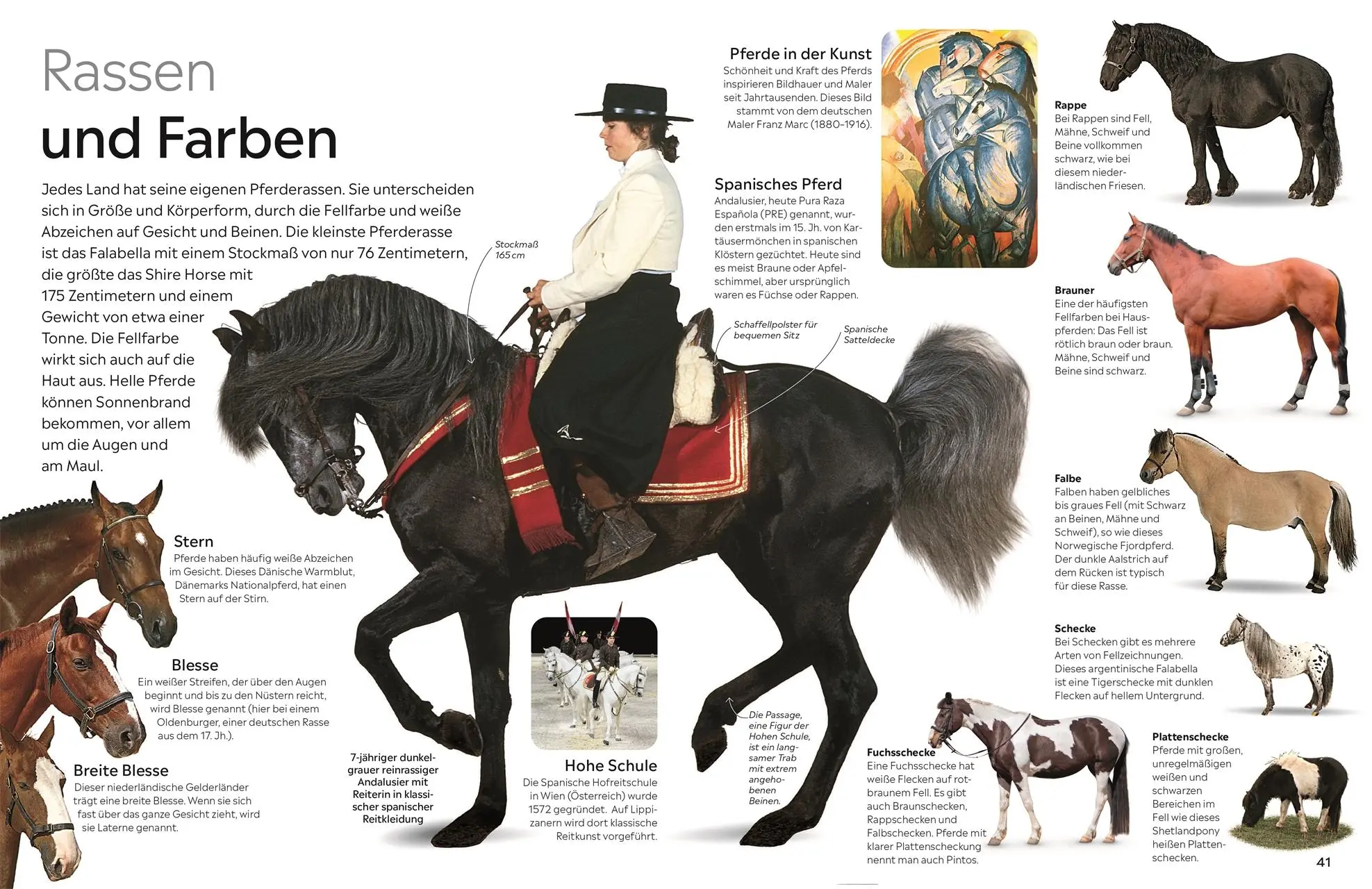 Bild: 9783831051397 | memo Wissen. Pferde | Juliet Clutton-Brock | Buch | 72 S. | Deutsch