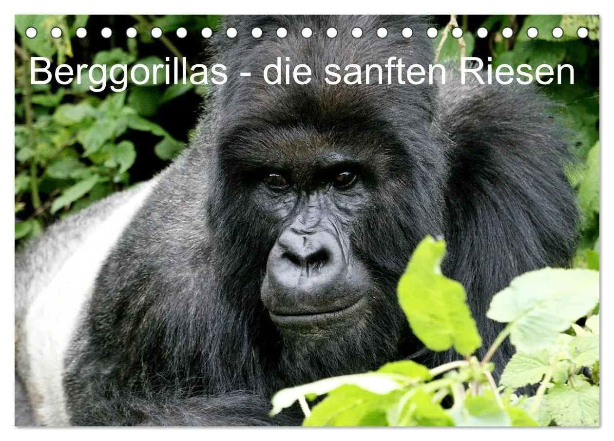 Cover: 9783516141597 | Berggorillas - die sanften Riesen (Tischkalender 2026 DIN A5 quer),...