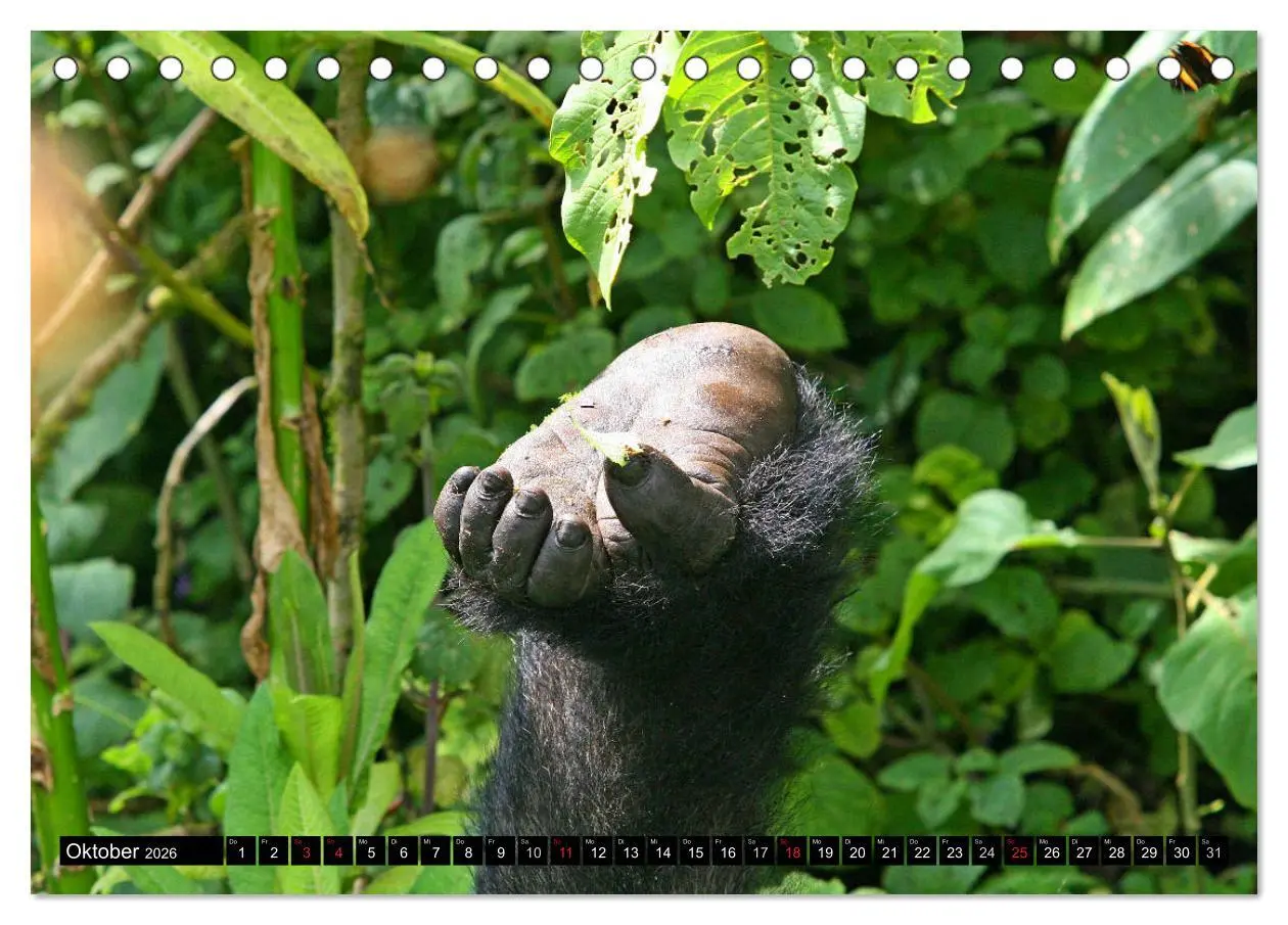 Bild: 9783516141597 | Berggorillas - die sanften Riesen (Tischkalender 2026 DIN A5 quer),...