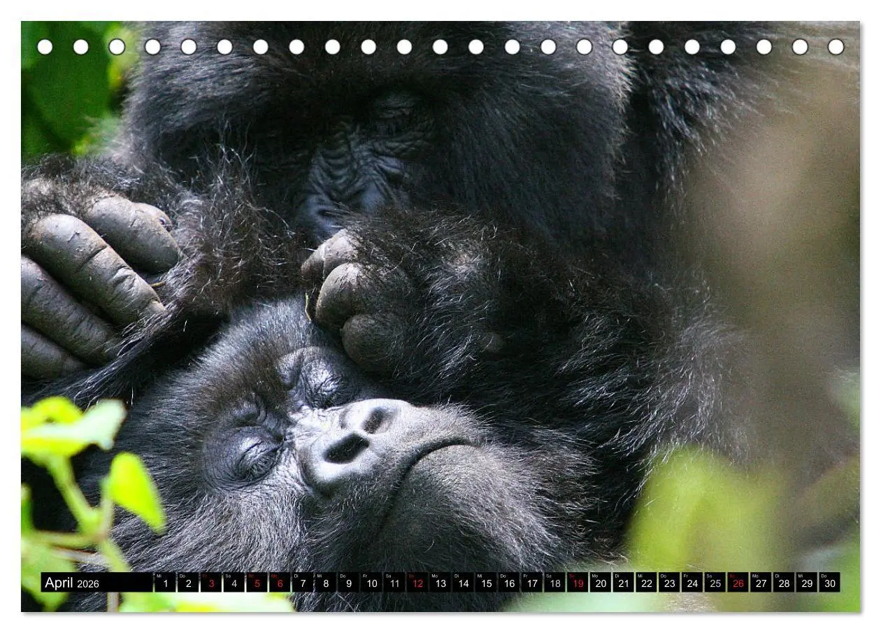 Bild: 9783516141597 | Berggorillas - die sanften Riesen (Tischkalender 2026 DIN A5 quer),...