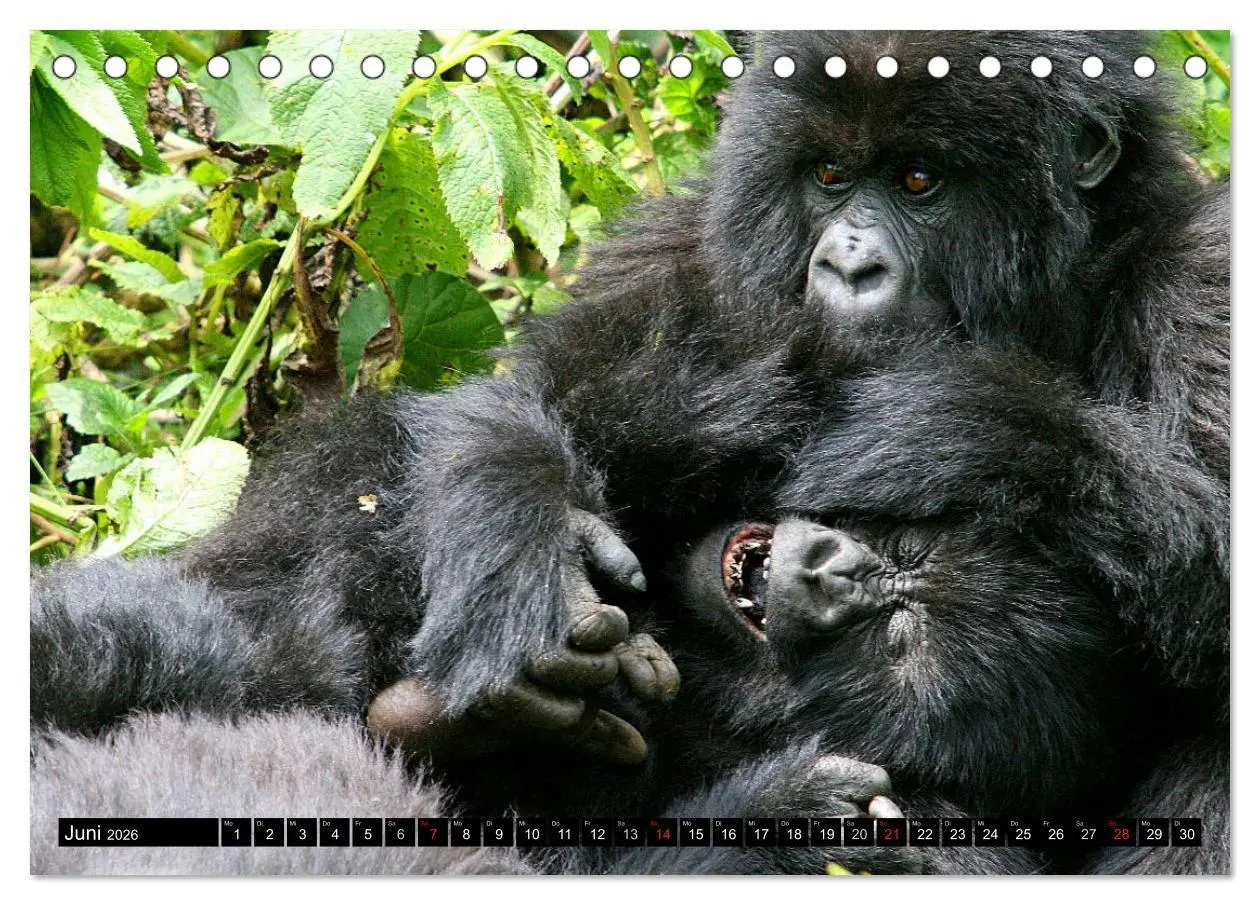 Bild: 9783516141597 | Berggorillas - die sanften Riesen (Tischkalender 2026 DIN A5 quer),...