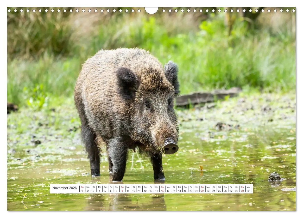 Bild: 9783457661697 | Faszination Schwarzwild (Wandkalender 2026 DIN A3 quer), CALVENDO...