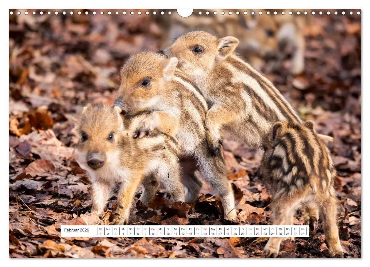 Bild: 9783457661697 | Faszination Schwarzwild (Wandkalender 2026 DIN A3 quer), CALVENDO...