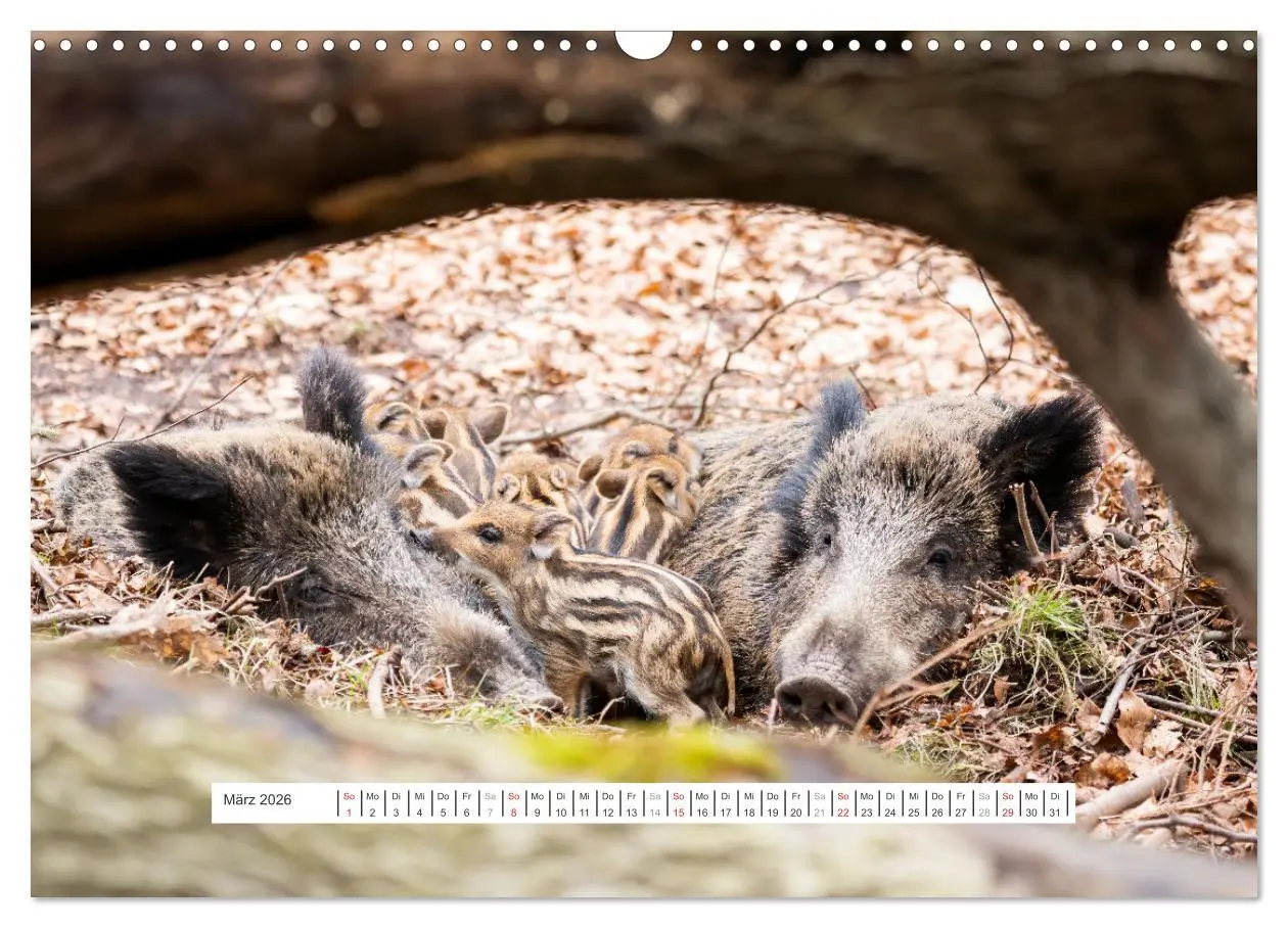 Bild: 9783457661697 | Faszination Schwarzwild (Wandkalender 2026 DIN A3 quer), CALVENDO...