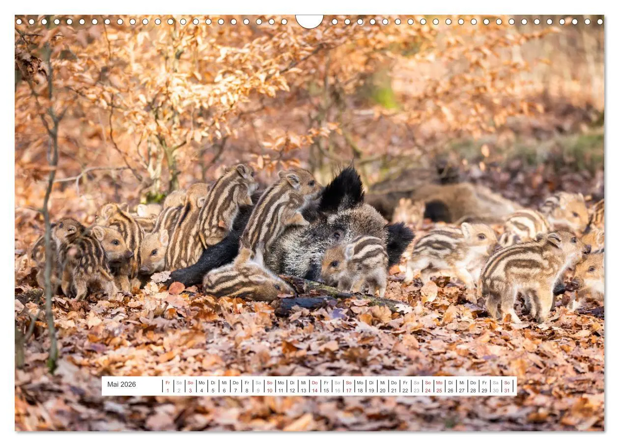 Bild: 9783457661697 | Faszination Schwarzwild (Wandkalender 2026 DIN A3 quer), CALVENDO...