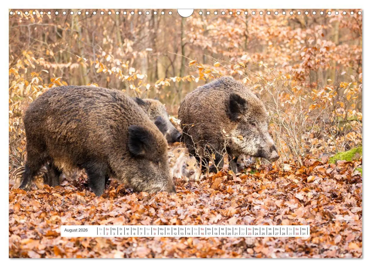 Bild: 9783457661697 | Faszination Schwarzwild (Wandkalender 2026 DIN A3 quer), CALVENDO...