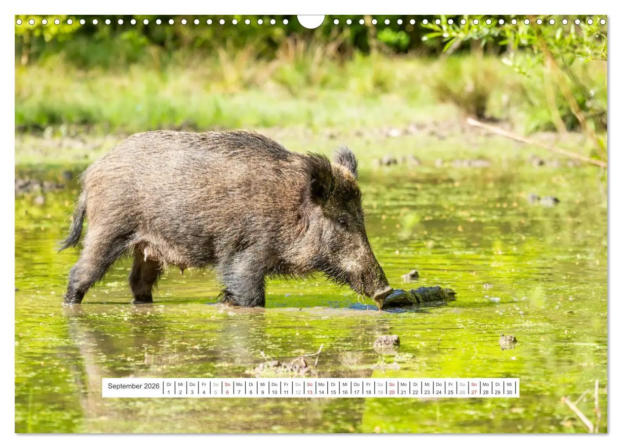 Bild: 9783457661697 | Faszination Schwarzwild (Wandkalender 2026 DIN A3 quer), CALVENDO...