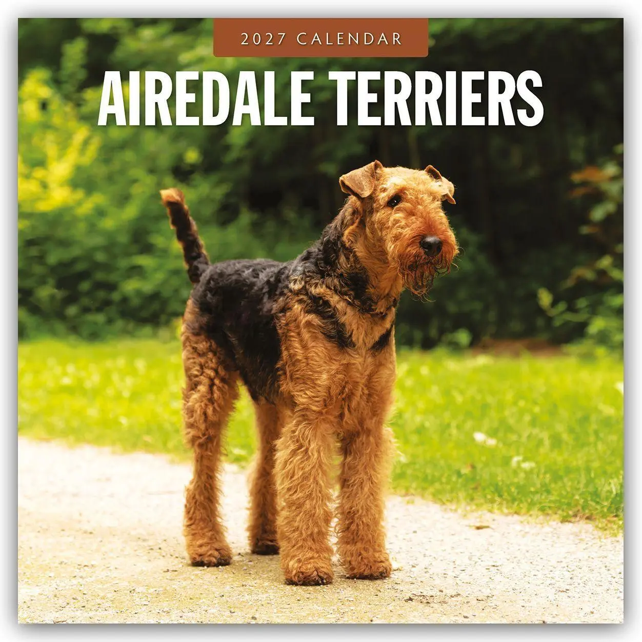 Cover: 9781837011797 | Airdale Terriers - Airdale Terrier 2027 - 16-Monatskalender | Red