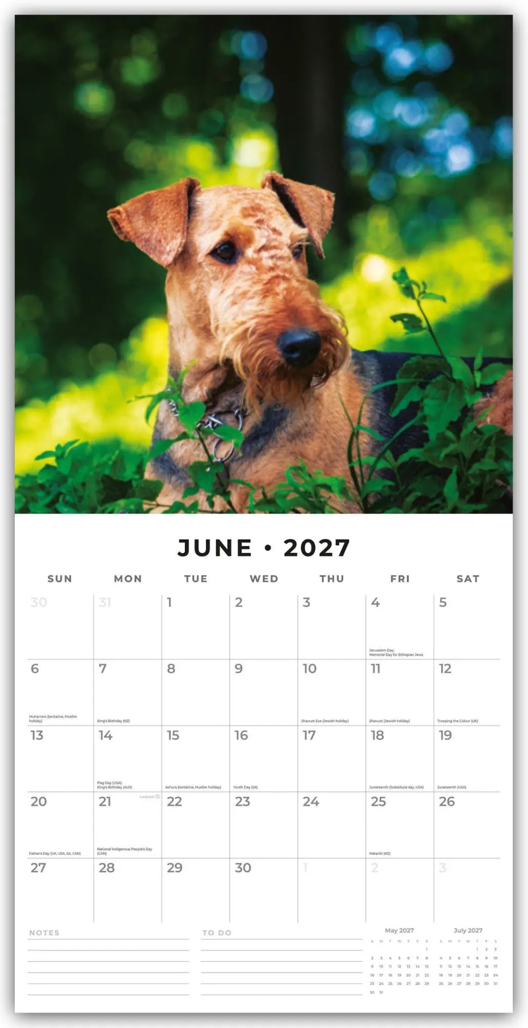 Bild: 9781837011797 | Airdale Terriers - Airdale Terrier 2027 - 16-Monatskalender | Red