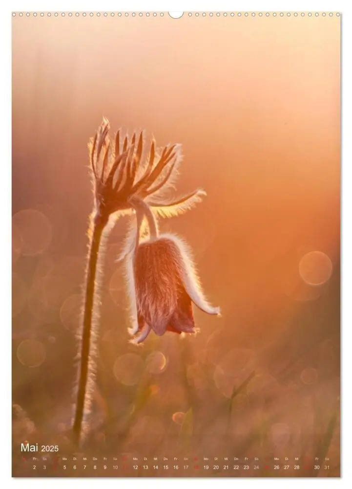 Bild: 9783457031797 | MakRomantik (Wandkalender 2025 DIN A2 hoch), CALVENDO Monatskalender