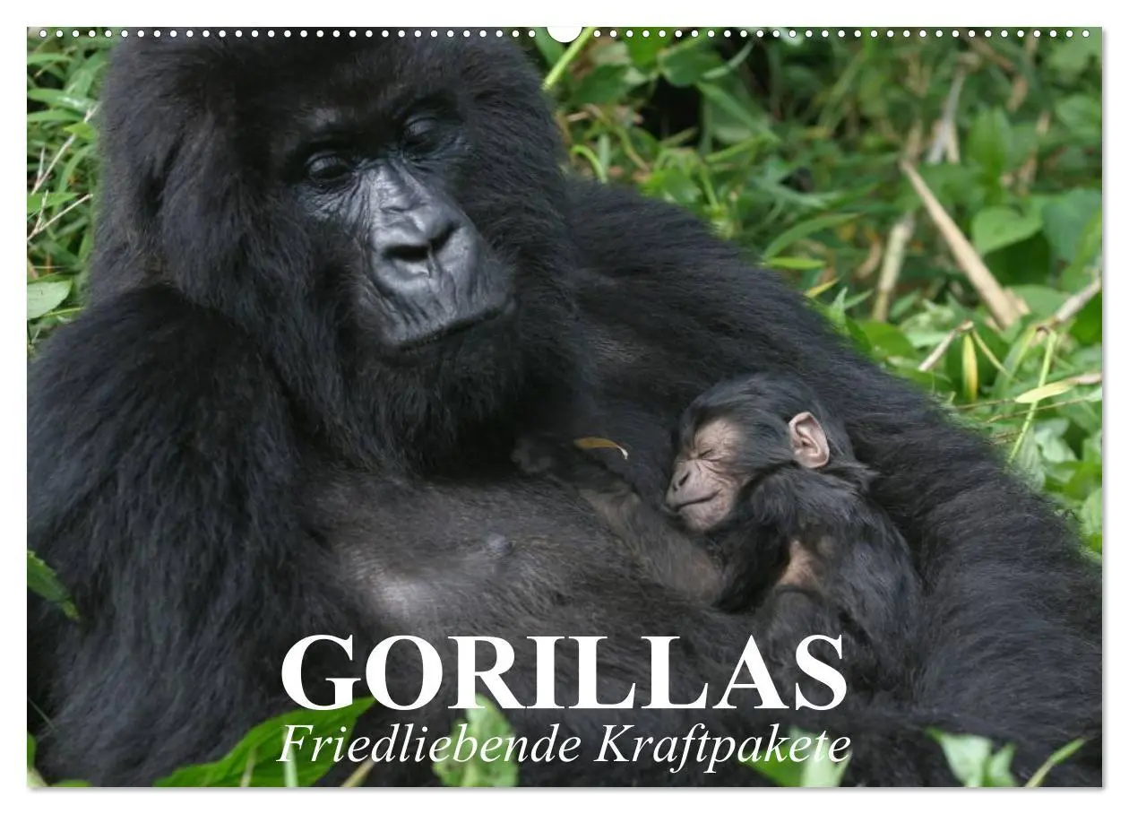 Cover: 9783516051797 | Gorillas. Friedliebende Kraftpakete (Wandkalender 2026 DIN A2...