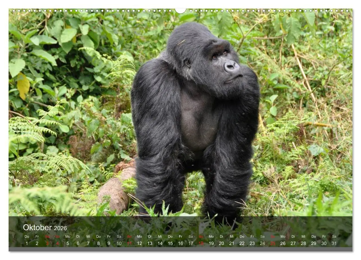 Bild: 9783516051797 | Gorillas. Friedliebende Kraftpakete (Wandkalender 2026 DIN A2...