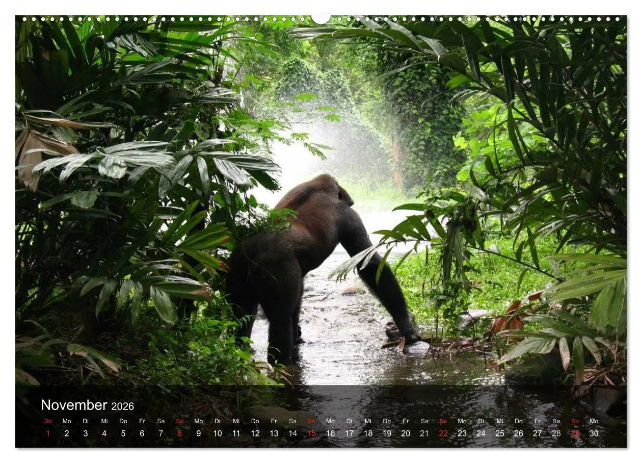 Bild: 9783516051797 | Gorillas. Friedliebende Kraftpakete (Wandkalender 2026 DIN A2...