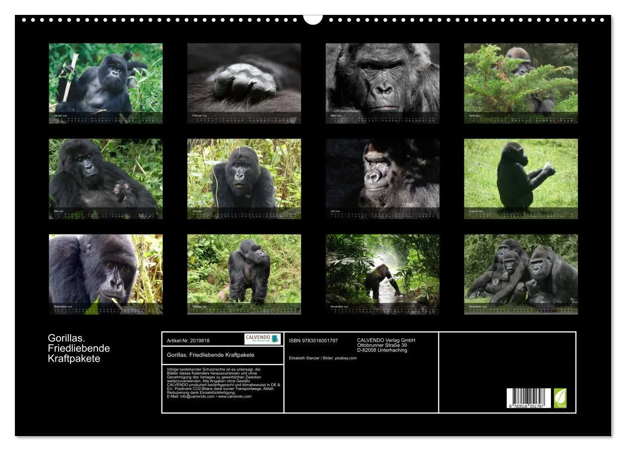 Bild: 9783516051797 | Gorillas. Friedliebende Kraftpakete (Wandkalender 2026 DIN A2...
