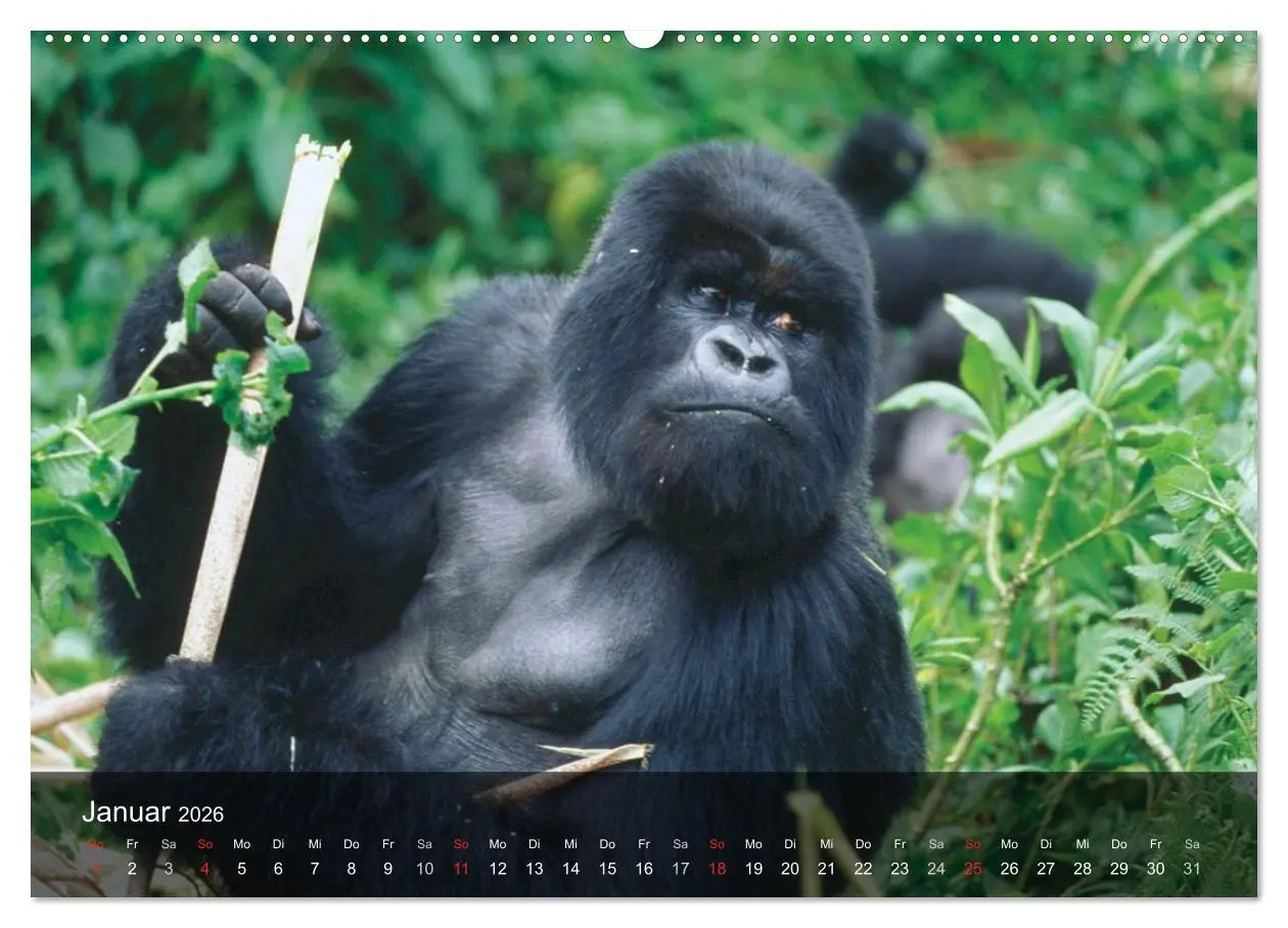 Bild: 9783516051797 | Gorillas. Friedliebende Kraftpakete (Wandkalender 2026 DIN A2...