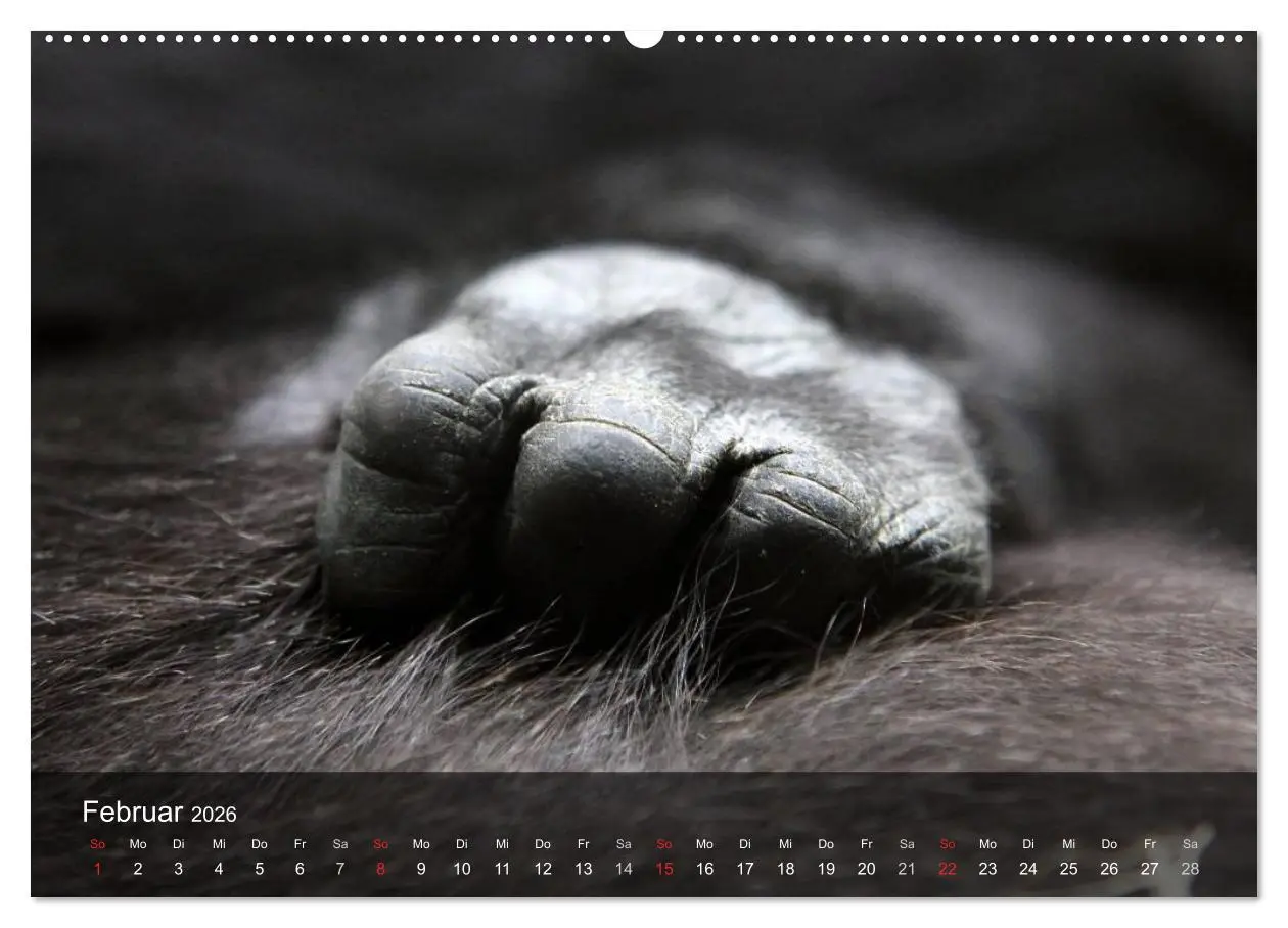 Bild: 9783516051797 | Gorillas. Friedliebende Kraftpakete (Wandkalender 2026 DIN A2...