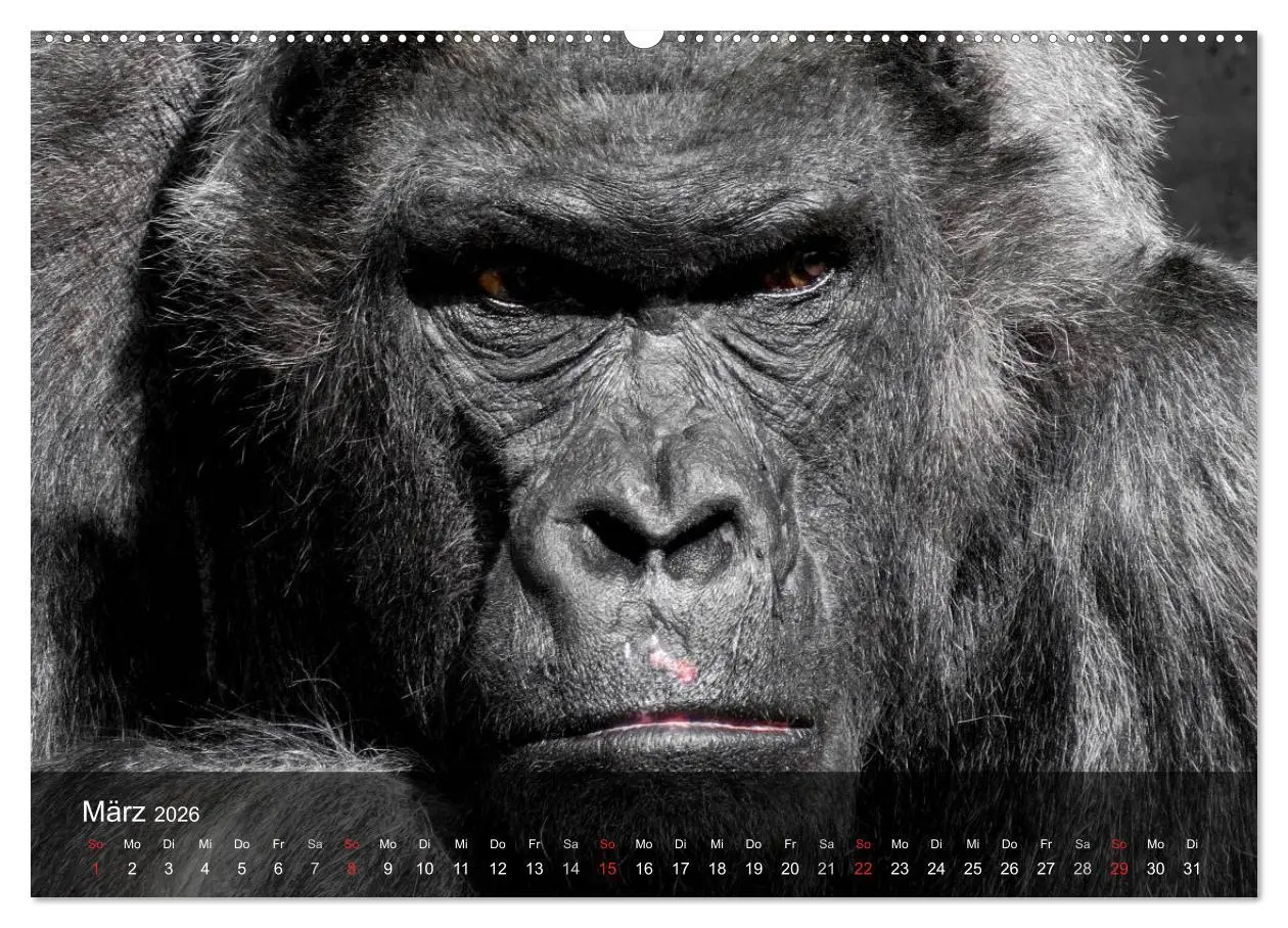 Bild: 9783516051797 | Gorillas. Friedliebende Kraftpakete (Wandkalender 2026 DIN A2...