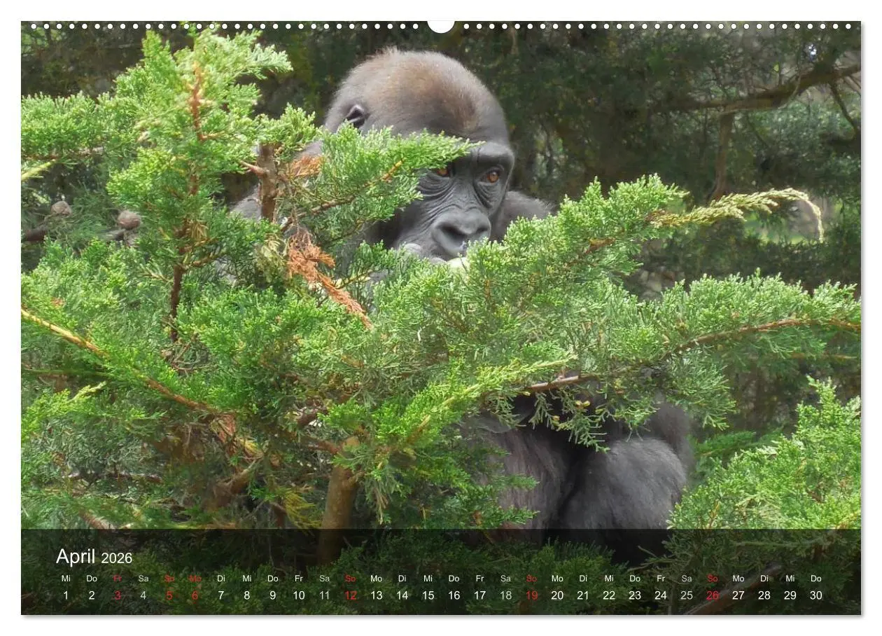 Bild: 9783516051797 | Gorillas. Friedliebende Kraftpakete (Wandkalender 2026 DIN A2...