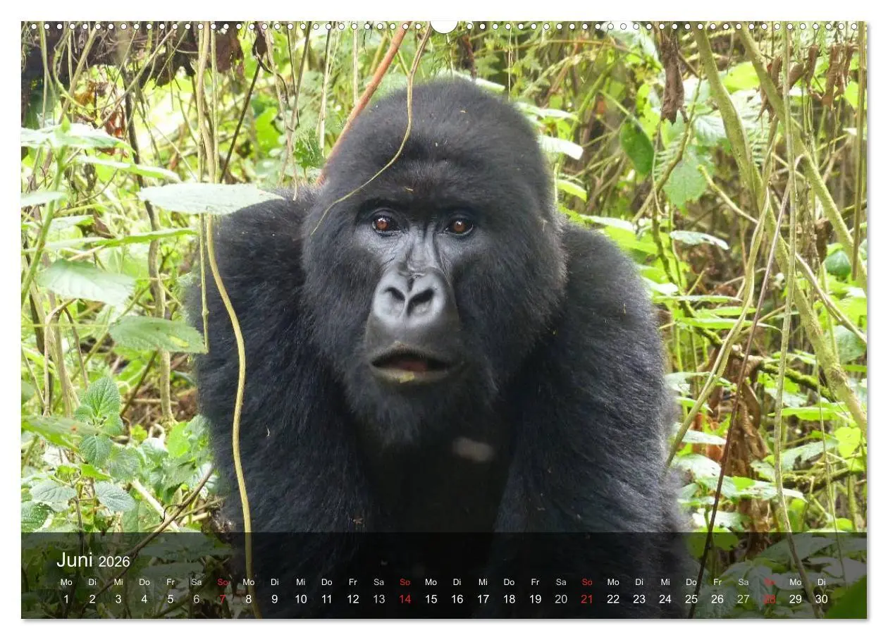 Bild: 9783516051797 | Gorillas. Friedliebende Kraftpakete (Wandkalender 2026 DIN A2...