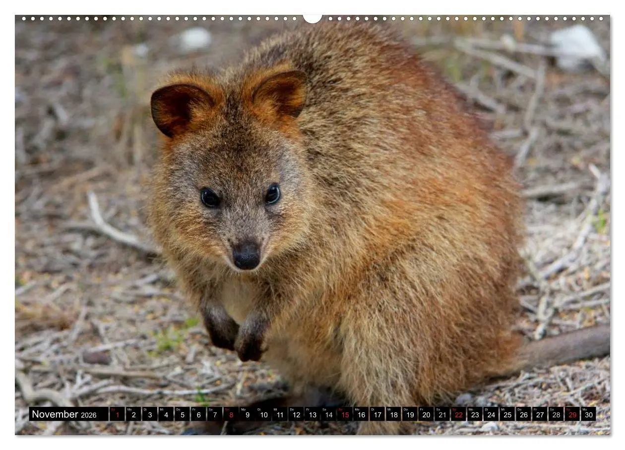 Bild: 9783516111897 | Australiens Tierwelt (Wandkalender 2026 DIN A2 quer), CALVENDO...