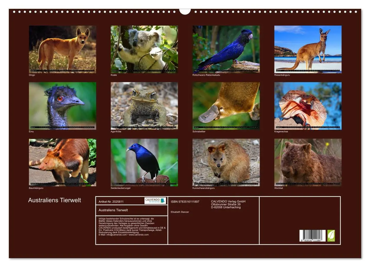 Bild: 9783516111897 | Australiens Tierwelt (Wandkalender 2026 DIN A2 quer), CALVENDO...
