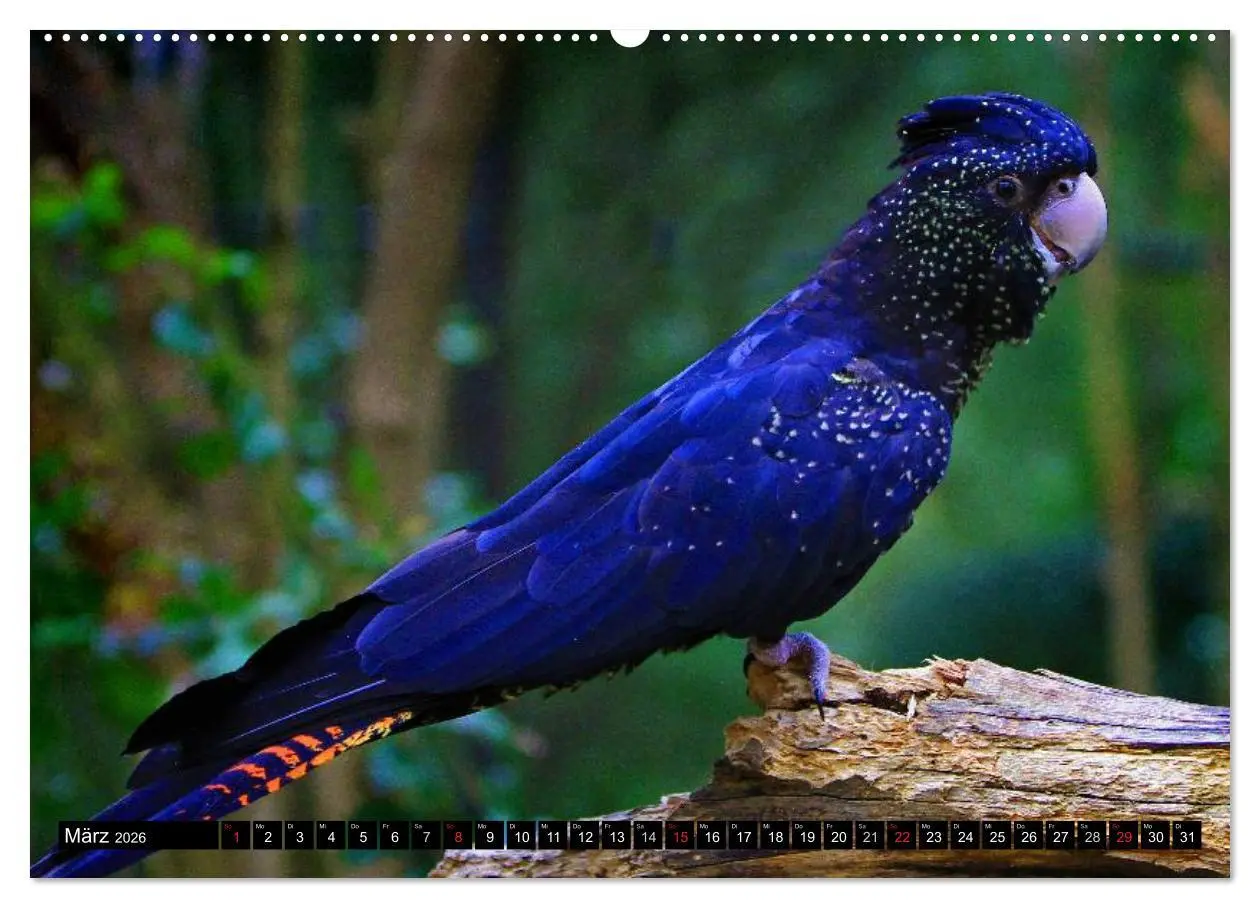 Bild: 9783516111897 | Australiens Tierwelt (Wandkalender 2026 DIN A2 quer), CALVENDO...