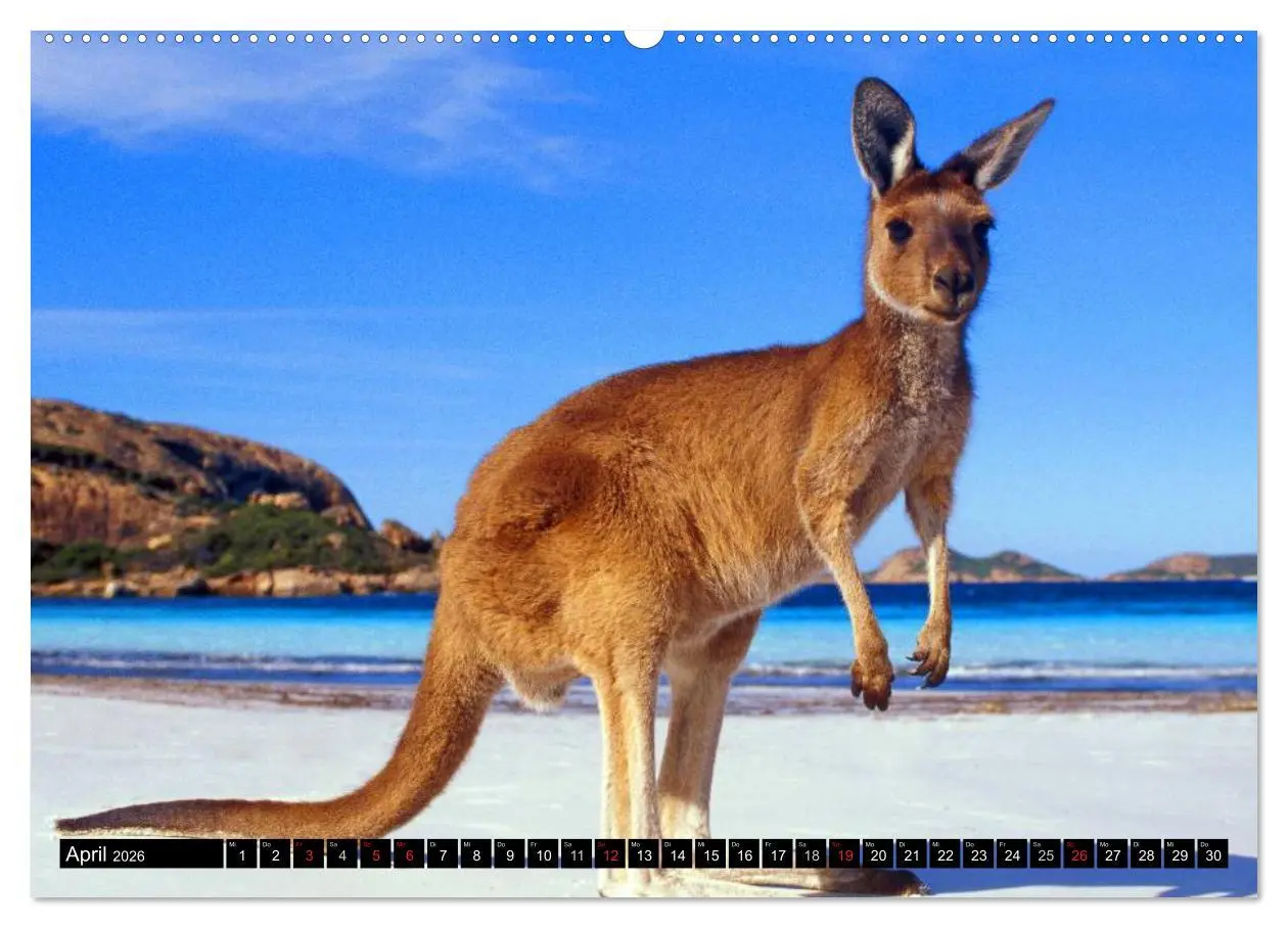 Bild: 9783516111897 | Australiens Tierwelt (Wandkalender 2026 DIN A2 quer), CALVENDO...