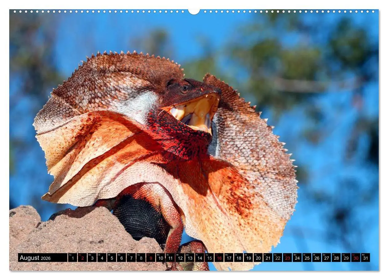 Bild: 9783516111897 | Australiens Tierwelt (Wandkalender 2026 DIN A2 quer), CALVENDO...
