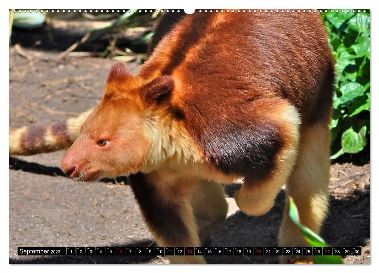 Bild: 9783516111897 | Australiens Tierwelt (Wandkalender 2026 DIN A2 quer), CALVENDO...