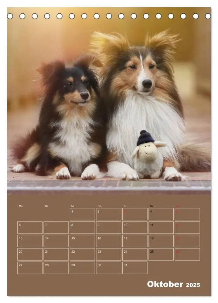 Bild: 9783457011997 | SHELTIES Herzensbrecher auf 4 Pfoten (Tischkalender 2025 DIN A5...
