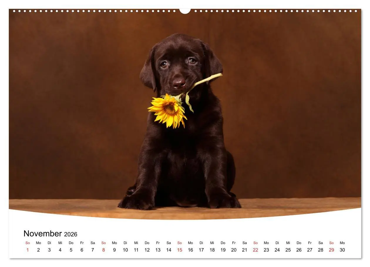 Bild: 9783457682197 | Labrador Welpen - Labrador Puppies (hochwertiger Premium...