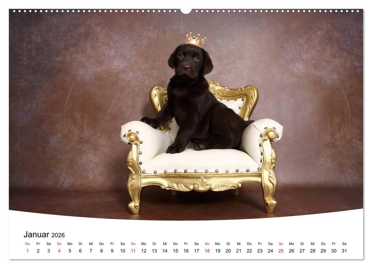 Bild: 9783457682197 | Labrador Welpen - Labrador Puppies (hochwertiger Premium...