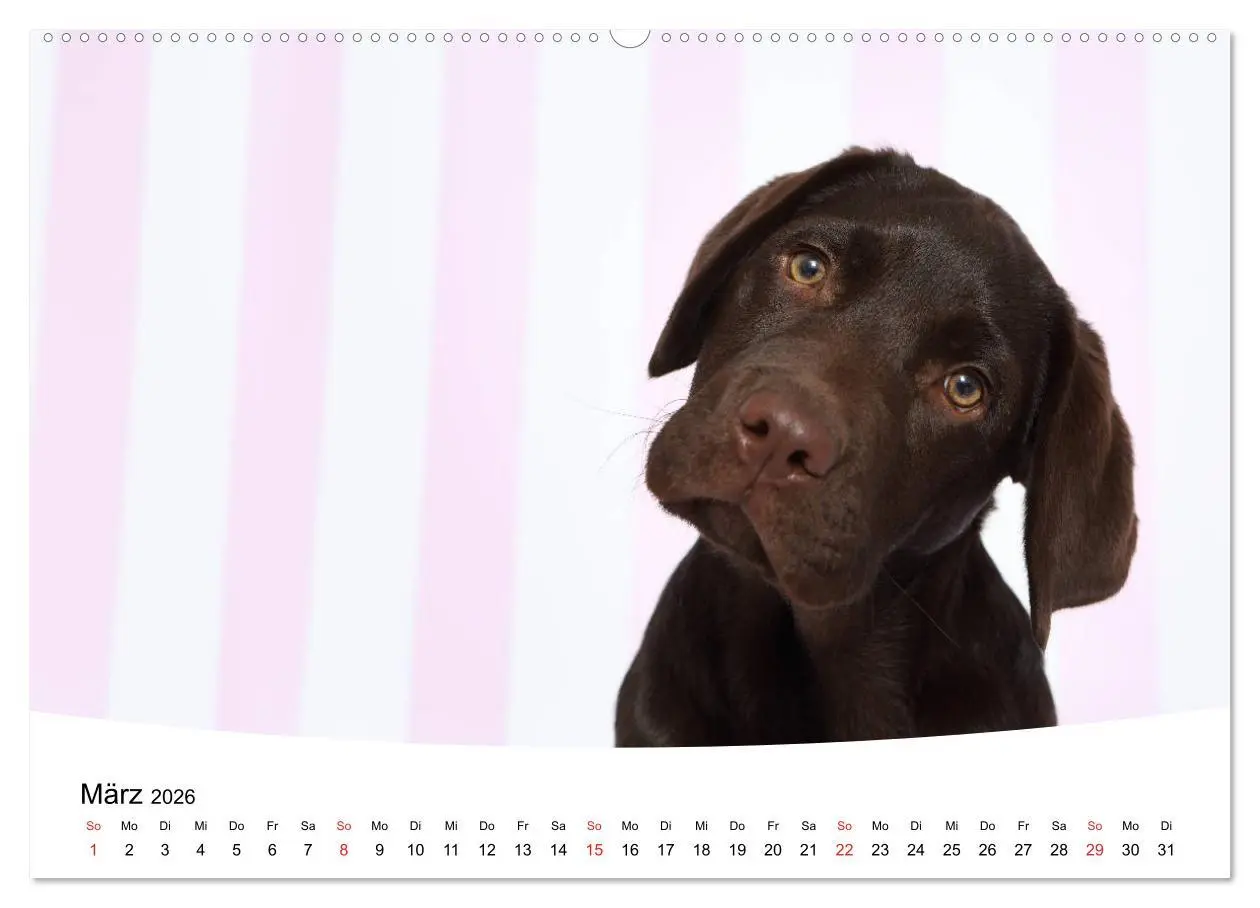 Bild: 9783457682197 | Labrador Welpen - Labrador Puppies (hochwertiger Premium...