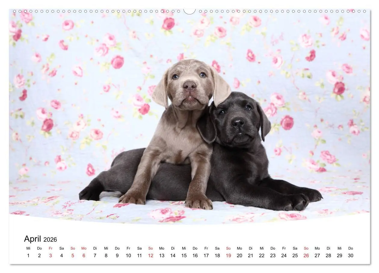 Bild: 9783457682197 | Labrador Welpen - Labrador Puppies (hochwertiger Premium...