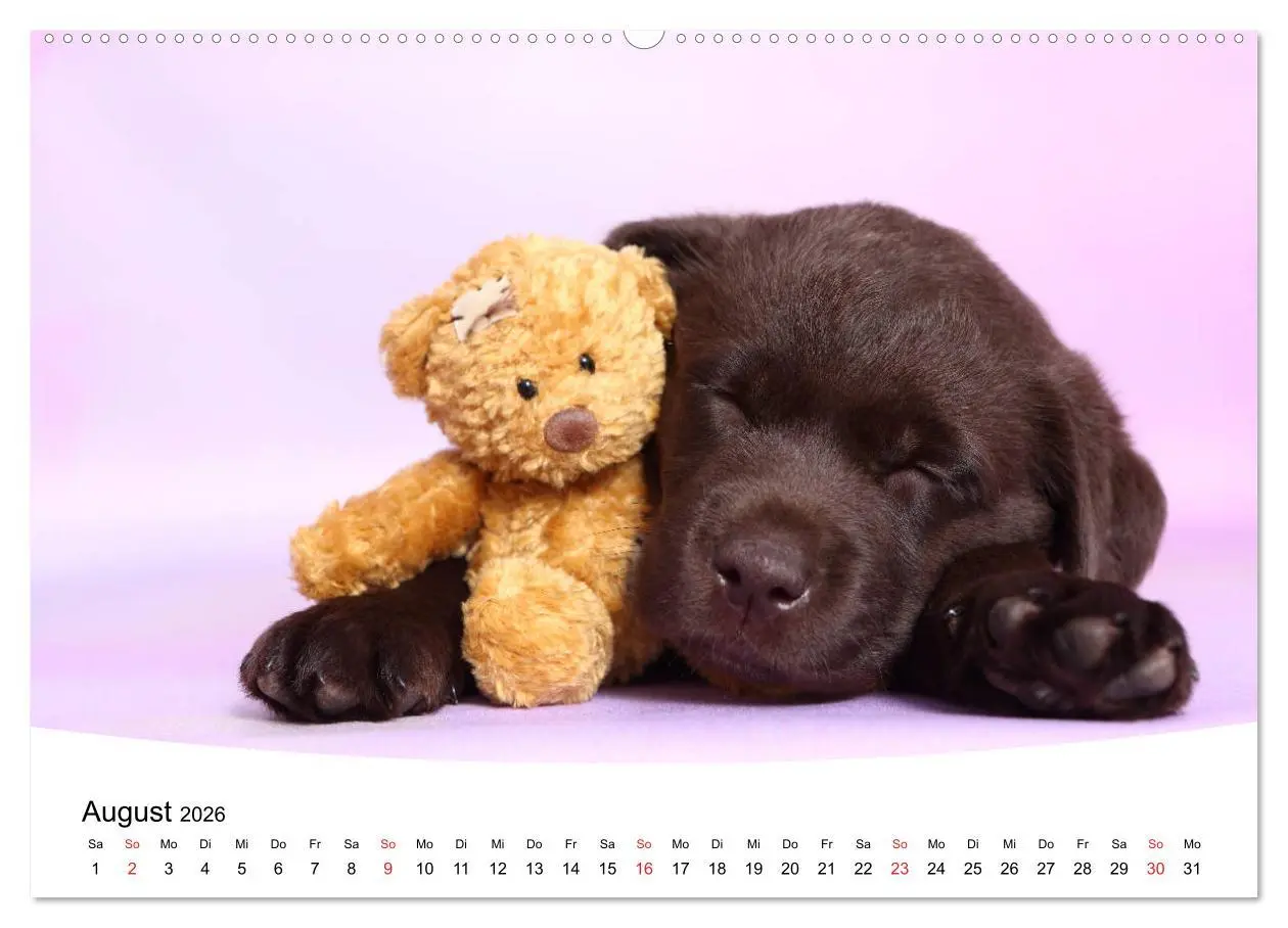 Bild: 9783457682197 | Labrador Welpen - Labrador Puppies (hochwertiger Premium...