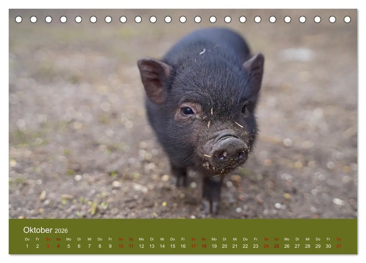 Bild: 9783457432297 | Faszination Minischweine (Tischkalender 2026 DIN A5 quer), CALVENDO...