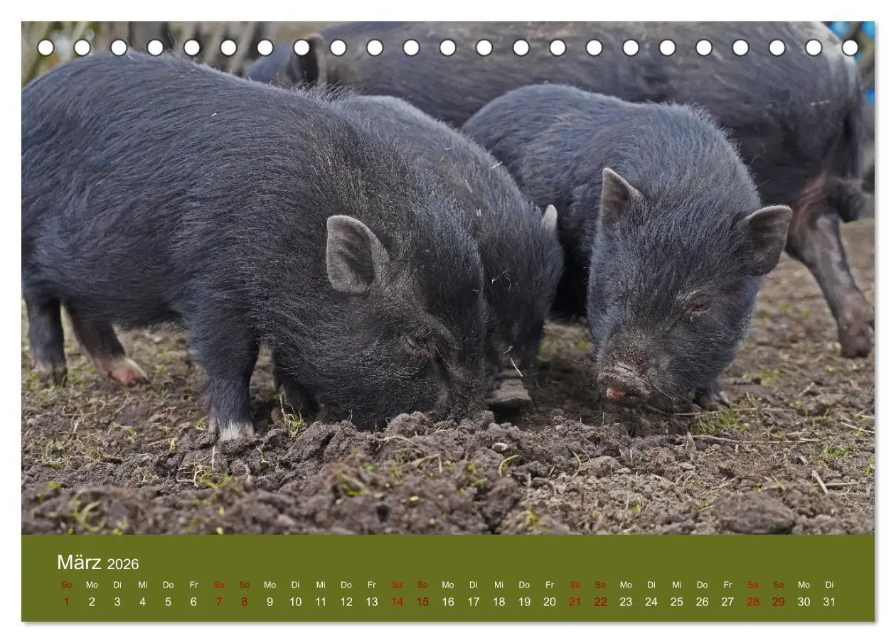 Bild: 9783457432297 | Faszination Minischweine (Tischkalender 2026 DIN A5 quer), CALVENDO...