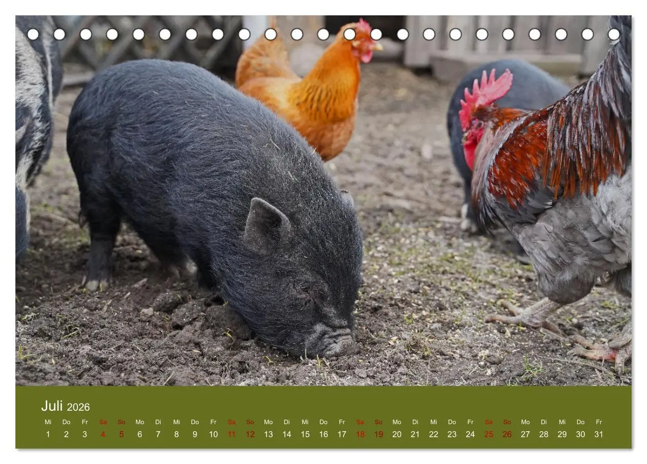 Bild: 9783457432297 | Faszination Minischweine (Tischkalender 2026 DIN A5 quer), CALVENDO...