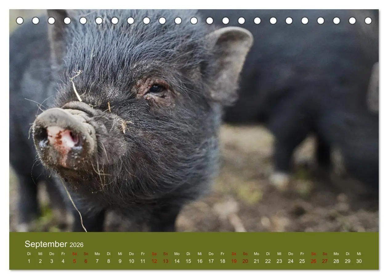 Bild: 9783457432297 | Faszination Minischweine (Tischkalender 2026 DIN A5 quer), CALVENDO...
